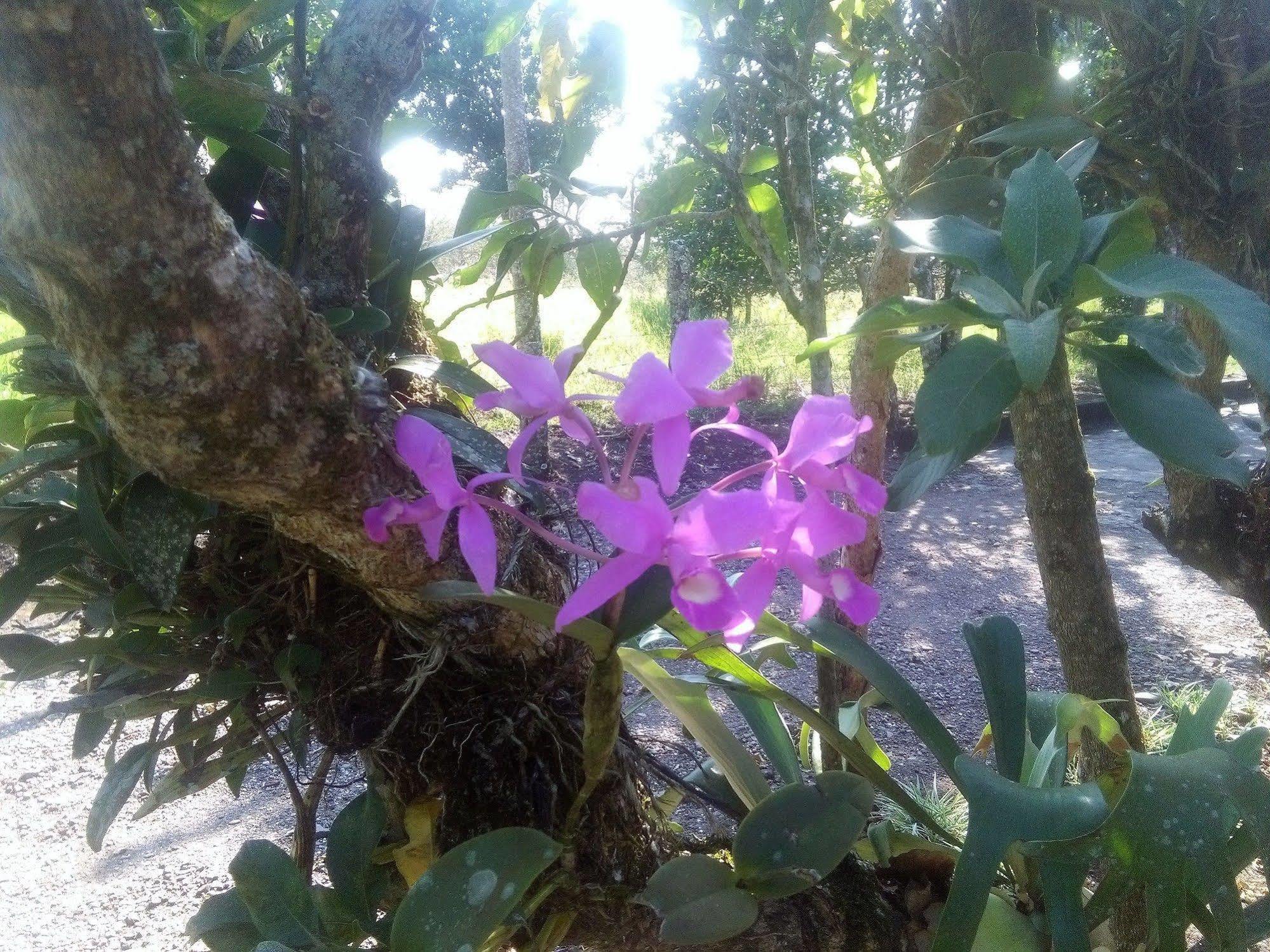 Paraiso Volcano Lodge Guayabo  المظهر الخارجي الصورة